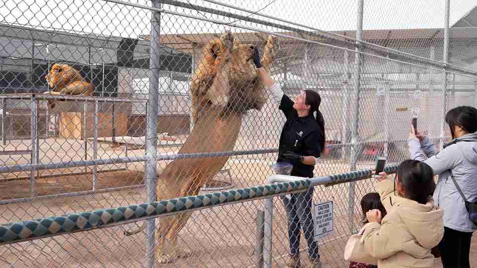 Lion Habitat Ranch to View Lions las vegas
