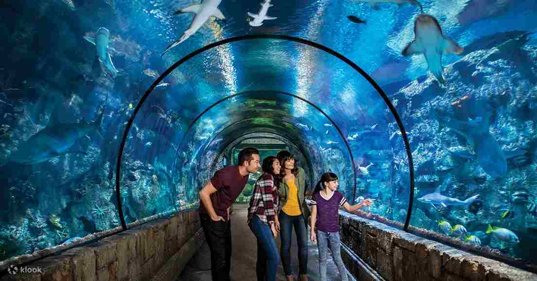 The Shark Reef Aquarium (Mandalay Bay)