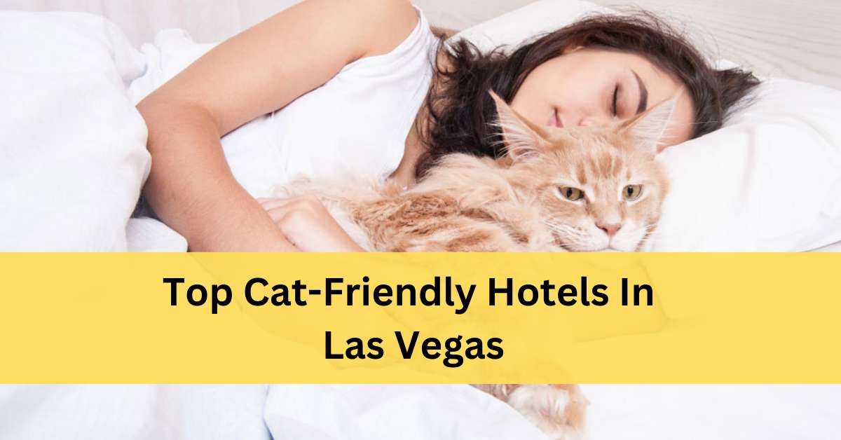 Cat Friendly Hotels In Las Vegas