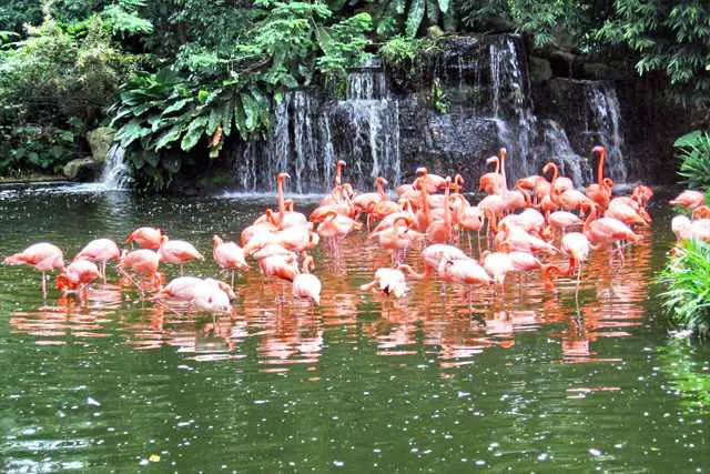 Flamingo Wildlife Habitat