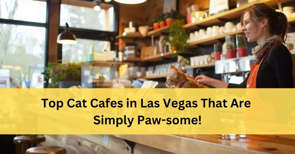 Cat Cafes In Las Vegas