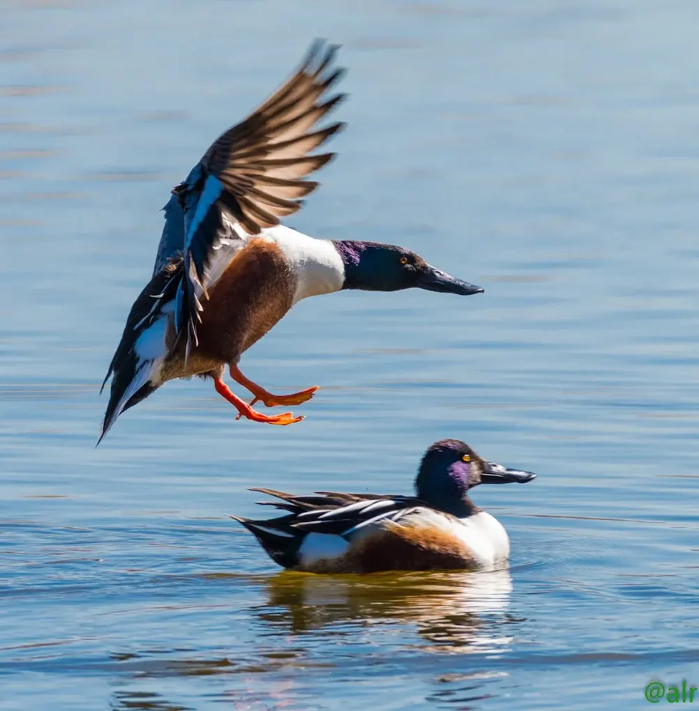 Henderson Bird Viewing Preserve