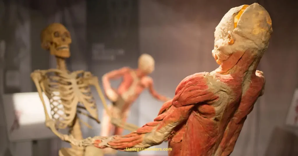 Bodies: The Exhibition Las Vegas Guide - Tickets, Hours & Tips