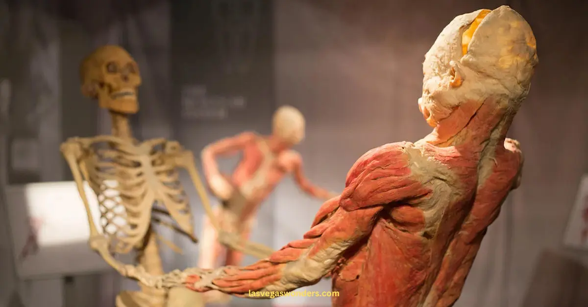 Bodies: The Exhibition Las Vegas Guide - Tickets, Hours & Tips